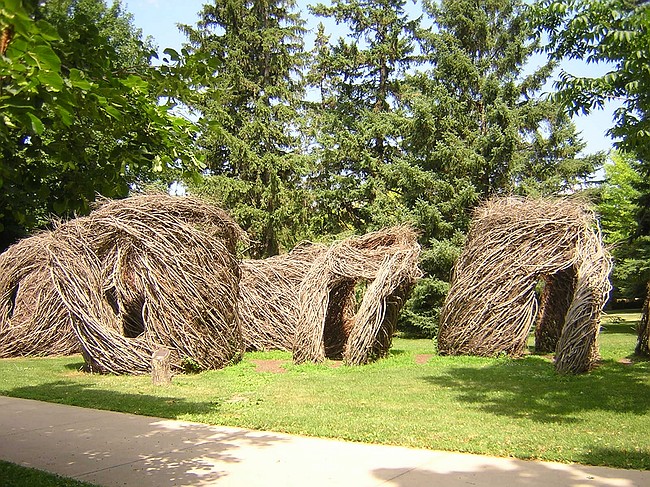 "Twigenomety" at Carleton College