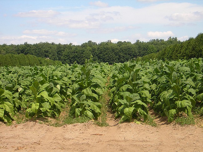 tobacco fields